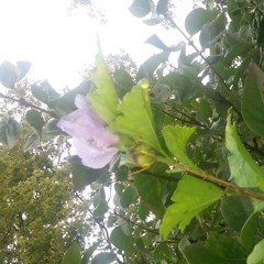 Bloom to Something Beautiful