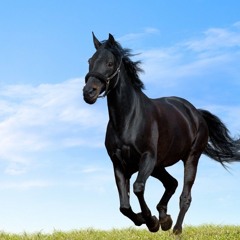 Horse Gallop