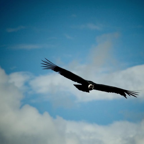 Vuela con el viento (fet, Mariana Root, Noam Ben David and Intop) Lyrics by Ayla