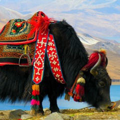 The Disco Song - Tibetan Remix By Dj Chen Myk