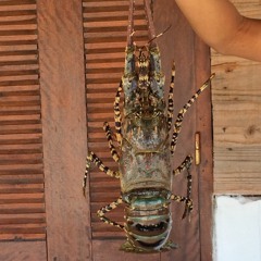 pas fini, ce son venu des îles a du potentiel