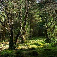 Variations on Huginn & Muninn