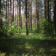 Forest In You