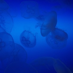 Another Lang - Seasick Blues Pt.2