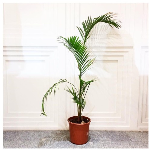 Autumn mixtape for unknwn