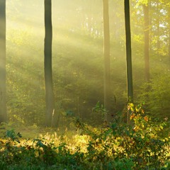 Lead Kindly Light by John Tyler - get sheet music at LDSPianoHymns.com