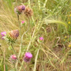 Space Mammals In Flight (Final w/Vocals) - Jordan, Avi, Tom, and David