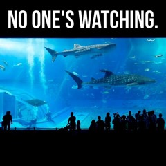 No One's Watching