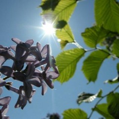 안녕 봄(Hello Spring)