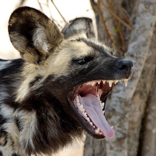 Benefit from starving elephants and bears and turn your business into a wild dog