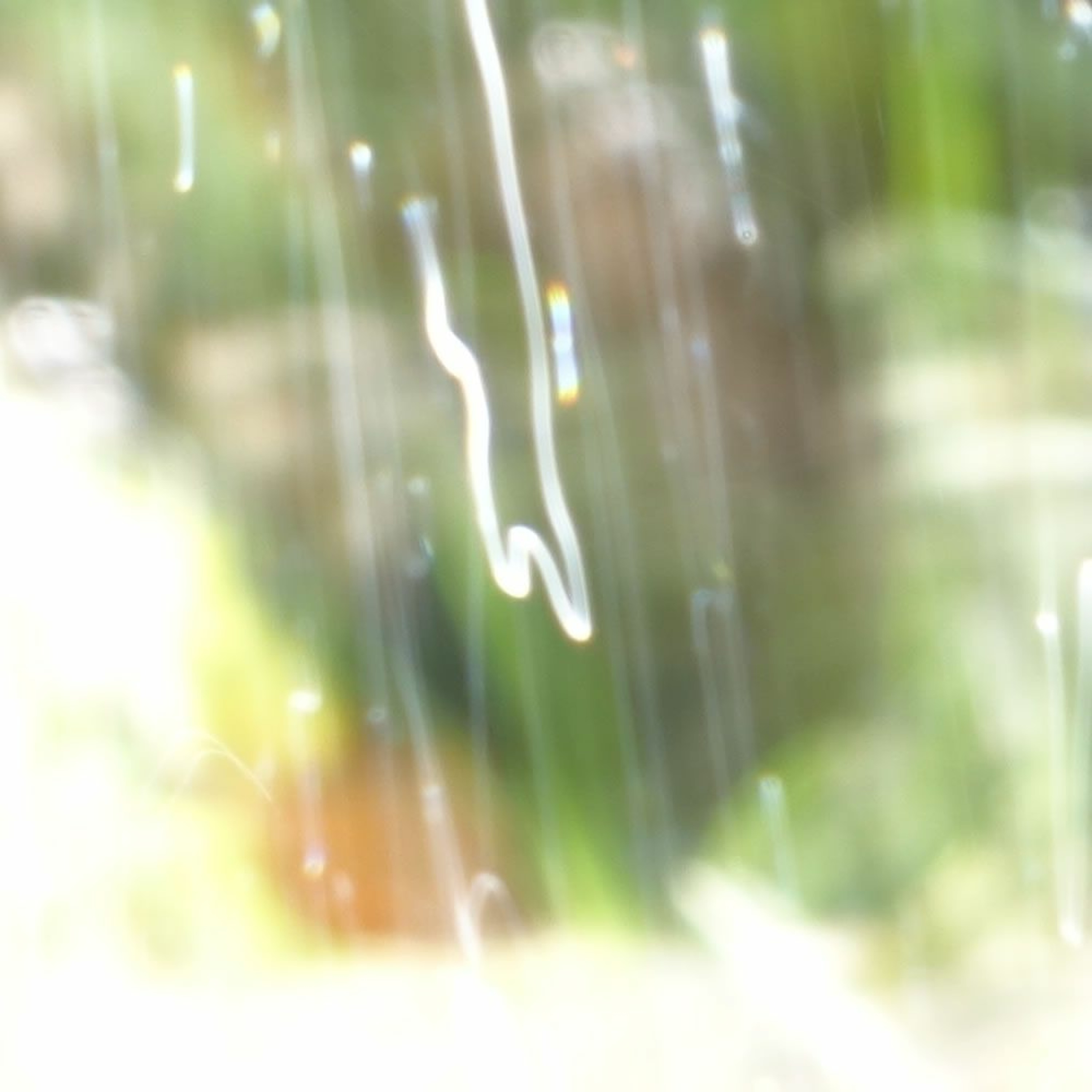 Anantakara - Translucent Grows *