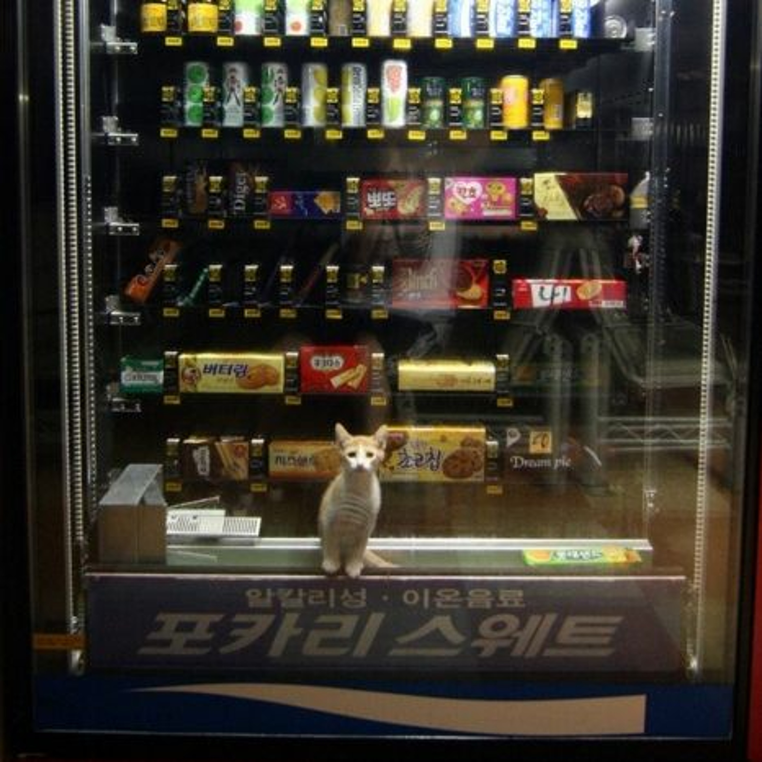 Survival Machines