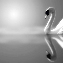 ΠΑΓΩΜΕΝΟΙ ΚΥΚΝΟΙ