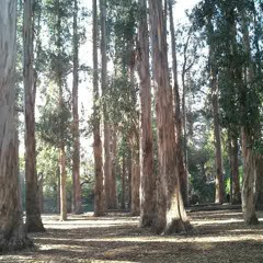 Disease Of Complexity