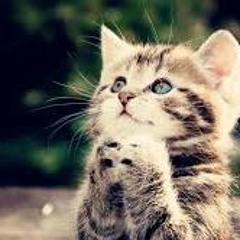 Secret Recipe - That Kitty