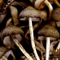 C 32 (prod. by haste)