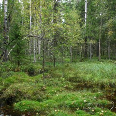 Enermetin kentät (APTO, Dimension 2)