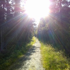 Forest O.D.