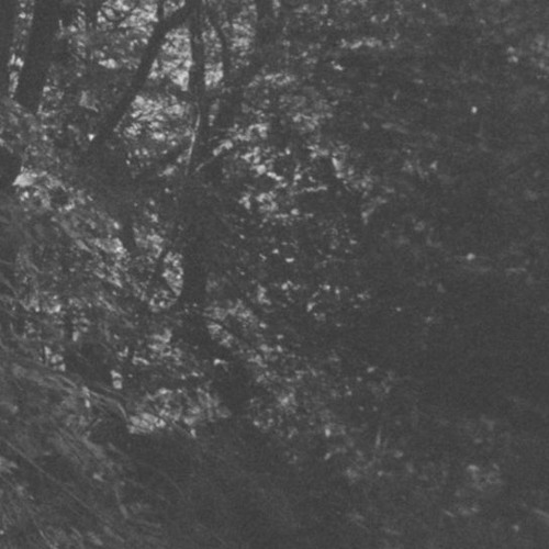 Legends Of The Dead Trees