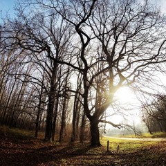 Fussy Kaim - Dugongrad