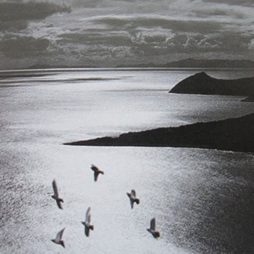 Shelter (David Sylvian Remix)