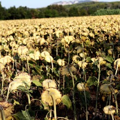 M o o n D y i n g s u n f l o w e r s S u n r i s e & P a l m t r e e s