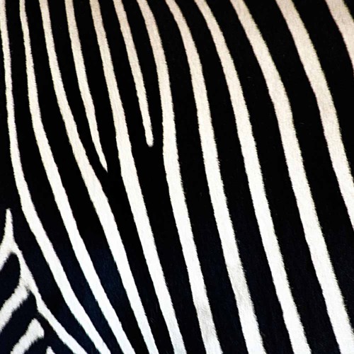 Stream Gummy Zebra - Original by Gazoza | Listen online for free on ...