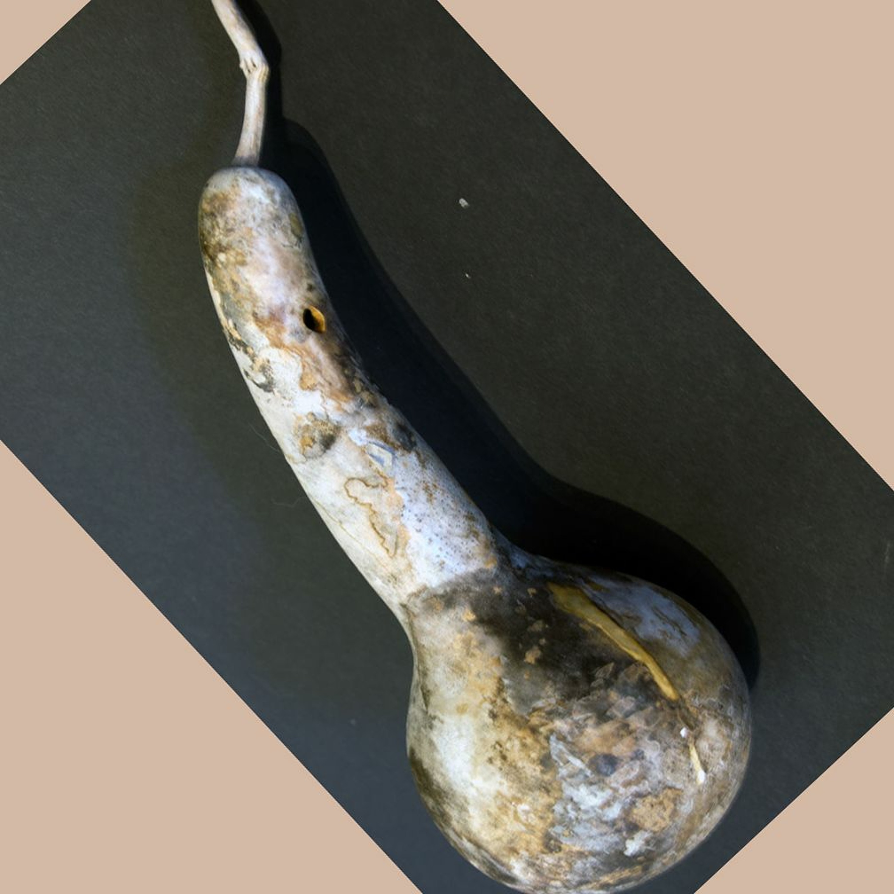 Seed Story Broadcasts