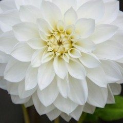 Fleur Blanche