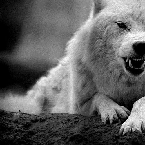 Lil Dogg X CharfleX    GOING UP [[PROD LowBeats]] ((VIDEO))