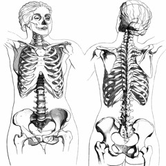 Baké Baké! - Os De La Tête Et Du Tronc