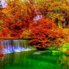 Colorful leaves