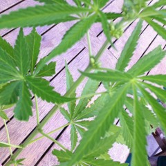 Old Blood - Lay Down (Live)