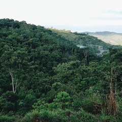 Da Floresta - Diamante 167