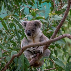 Sounds of science: Koala mating call