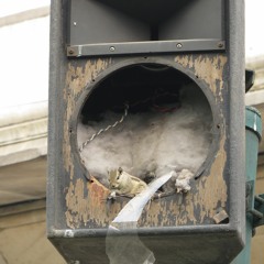 Jim Button - Eichhörnchen feat. Krümel