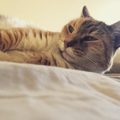 Los gatos nos dan buena energía