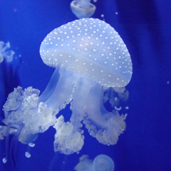 Jelly Fishing