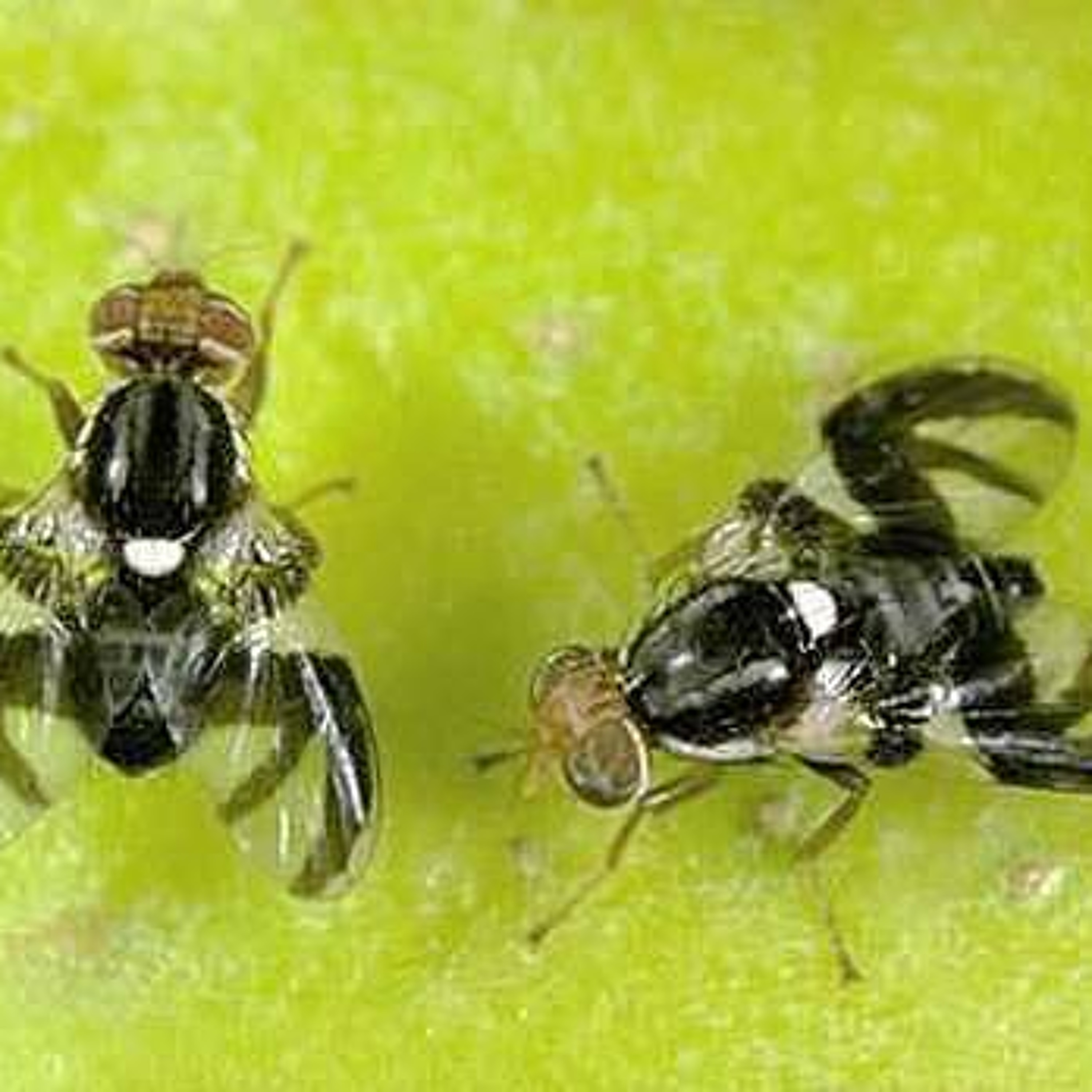 WSDA studies how to keep waste from spreading apple maggots. Ag Minute for Oct. 9, 2015