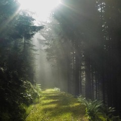 DJST - Quiet Ecstacy