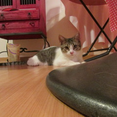 TU DECIDES proyecto para creative commons