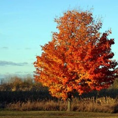Autumn - Sleazy Deep House