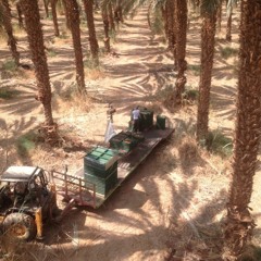 fresh sands from the desert