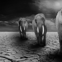 La Marche Des Elephants