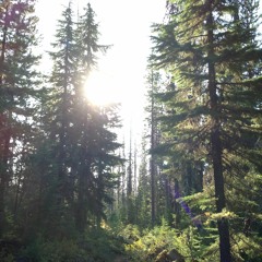 Choruses And Inquiries 50 Years After the Clearcut on the Warm Springs Indian Reservation