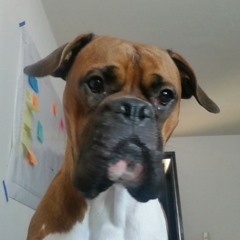 Bunker the dog Eminem cover. Freestyle (unedited)