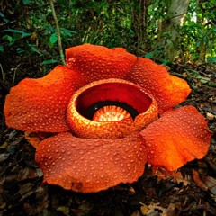 Microwave Foundations - Marching Plants 1: Rafflesia