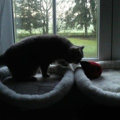 Requiem for Omma Alfred