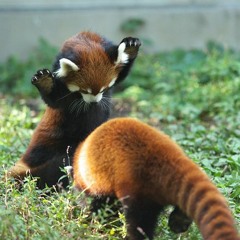 Panda Roux