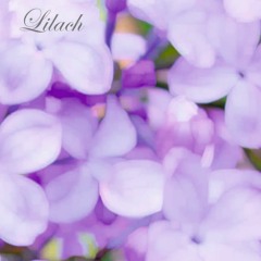 Lilach